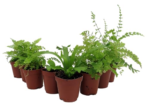 Mini Ferns for Terrariums/Fairy Garden - 8 Different Plants - 2" Pots