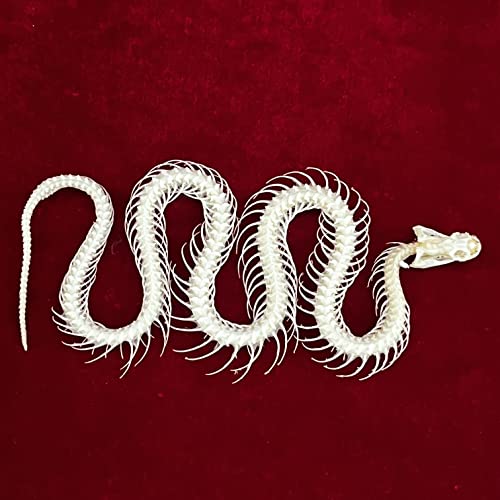 Taxidermy Real Animals Skulls, Real Bones Specimen, Taxidermy Supplies for Science Education, Special Gift (Snake Skeleton) - style: Snake Skeleton