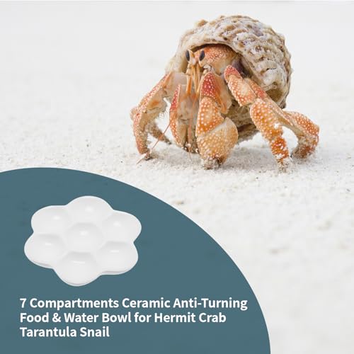 5.12" Hermit Crab Ceramic Food Dish,7 Compartments Ceramic Anti-Turning Food & Water Bowl for Hermit Crab Tarantula Snail - size: 5 inch