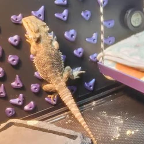 24Pcs Rock Climbing Holds for Bearded Dragons,Reptiles Toy Rock Wall Holds,6 Multi-Size Climbing Rock Wall Grips for Bearded Dragons Tank Accessories
