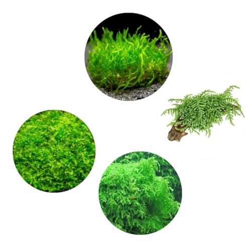 Premium Aquatic Moss Variety 4-Pack for Aquariums - 4oz Cups: Taiwan, Christmas, Flame & Weeping (First Class (3-5 Day Shipping)) - style: First Class (3-5 day shipping)