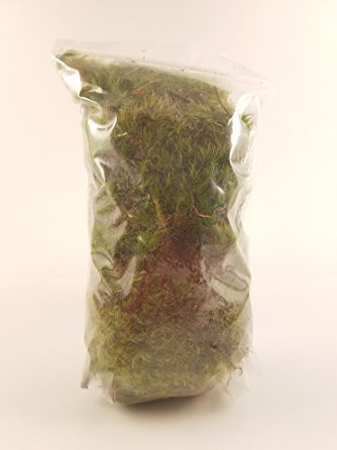 Fresh Mood Moss Perfect for Terrariums and Bonsai