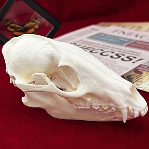 Taxidermy Real Animals Skulls, Real Bones Specimen, Taxidermy Supplies for Science Education, Special Gift (Racoon Skull) - style: Racoon Skull