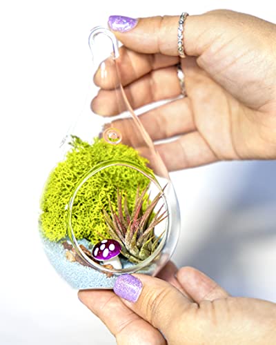 Creations by Nathalie - DIY 5" Terrarium Kit with Live Air Plant (Local & Fresh from Florida), Glass Tear Drop, Reindeer Moss, Figurine, Healing Crystal Chips and Sand - Handmade in USA - color: 5" Teardrop