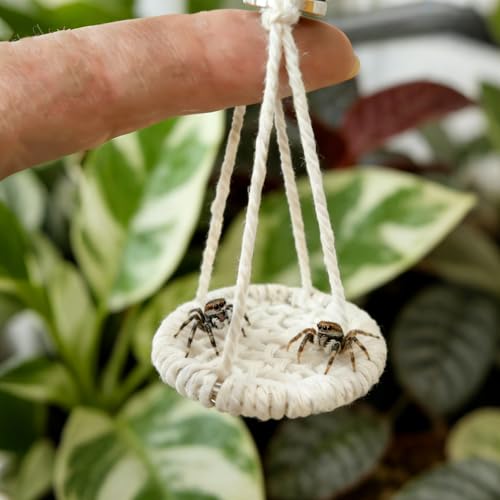 Jumping Spider Enclosure Decor with Strong Magnetic Attachments | Crafted from soft woven cotton for acrylic terrariums. This 10.6-inch rope bridge provides safe arboreal climbing play.