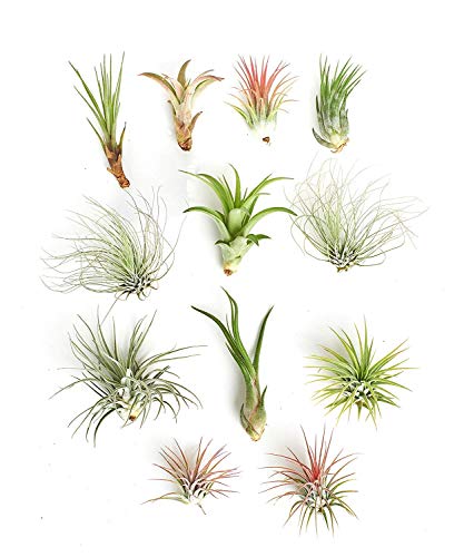 Shop Succulents | Assorted Collection of Tropical Tillandsia Air Plant Kit, Hand Selected Variety Pack | Collection of 12 - size: 12 Pack, style: Assorted Collection