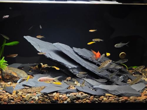 Aquarium Rock Natural Slate Rocks 2 to 6 inch Aquariums Stone for Aquascaping,Terrariums,Reptile Enclosures,Paludariums, and Gardens-10lb - size: 10lb(2-7'')