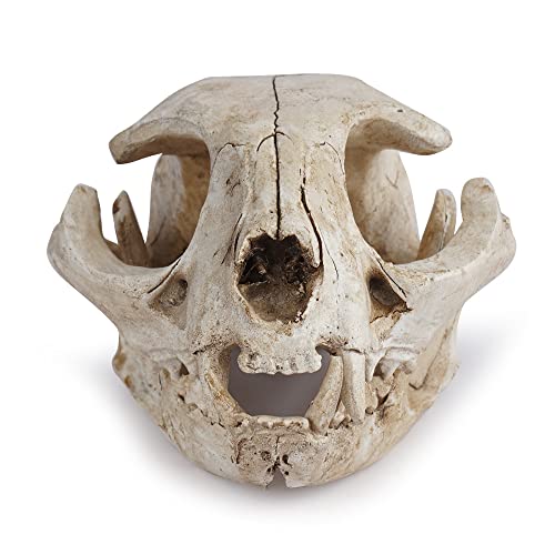 Halloween Resin Cat Skull Skeleton Model Figurine Animal Scary Skeleton Props for Home Décor Aquarium Fish Tank Landscape Collectible Teaching Prop