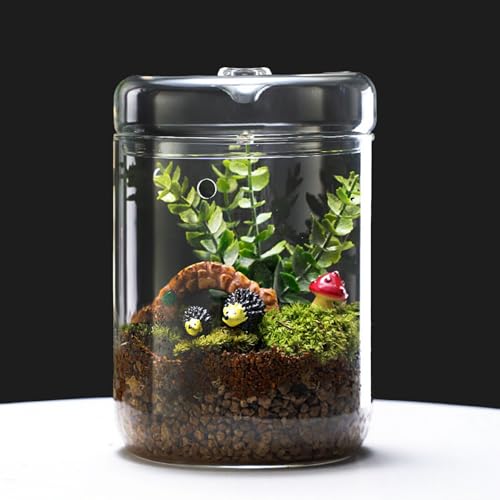 LaLaGreen Indoor Planter (6x9 Inch) Small Glass Terrarium Jar with Lid for Succulent Plants, Reptile Cactus Mini Fern Fairy Moss Tabletop Decoration Container Pot Kitchen Office Home Garden Decor