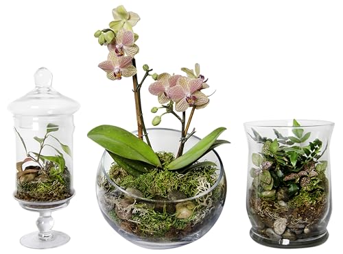SuperMoss (90423) Terrarium Kit, 4 oz, Forest
