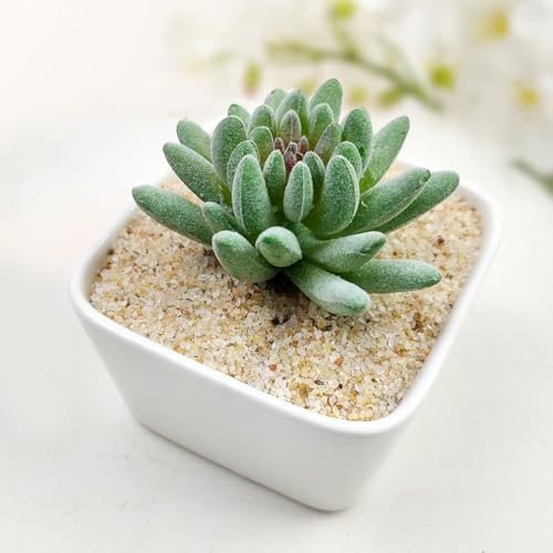 FANTIAN 20 lbs Aquarium Silica Sand. 0.4-0.8 mm Mini Gravel Substrate for Fish Tank, Plants Potted, Fire Pits, Candle, Vase Filler and Crafts - color: Beige, size: 20 LB