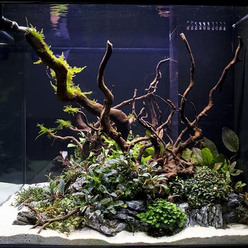 Ultum Nature Systems Driftwood - Spider Drift Wood for Fish Tank, Planted Tank, Terriarium, Paludarium - Versatile Natural Driftwood Decor, Events Wood Centerpiece - Spider Wood, Large (15-20") - size: 15-20" 1-Pack