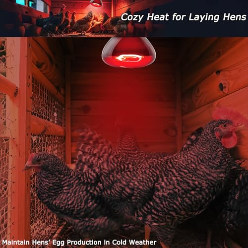 Reptile Red Heat Bulb 75W – Infrared Night Lamp for Lizards and Snakes, 2000H Lifespan, E26 Socket - color: Red Infrared, size: 75W-2.5″