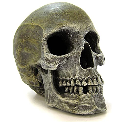 Blue Ribbon Exotic Environments Small Like-Like Human Skull Ornament