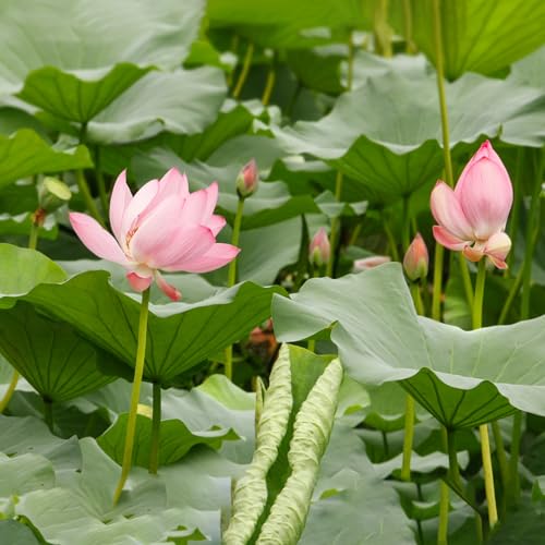 Doter Aquatic Soil for Plants - 11LBS, Clay Aquarium Soil Suitable for Small Ponds & Water Plants Like Lotus & Water Lily, Safe for Fish & Aquatic Life - size: 11 LBS