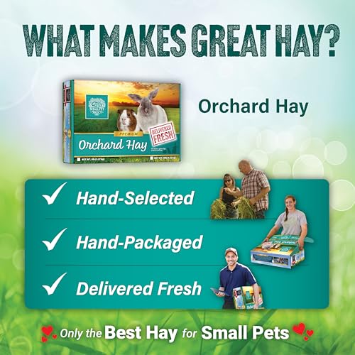 Small Pet Select Orchard Grass Hay Pet Food for Rabbits, Guinea Pigs, Chinchillas and Other Small Animals, Premium Natural Hay Grown in the US, 5 LB - size: 5 Pound (Pack of 1)