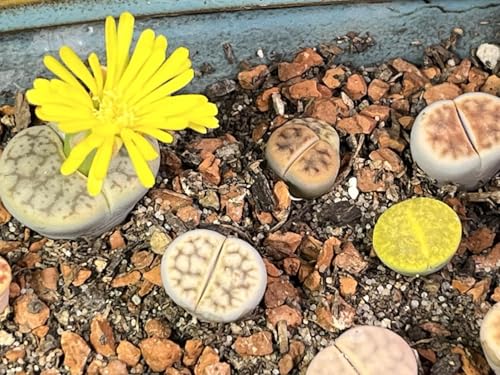 Horticultural Calcined Clay Soil Bonsai Cactus Soil Additive for Succulent Plants (5 QT, 1/4 inch)
