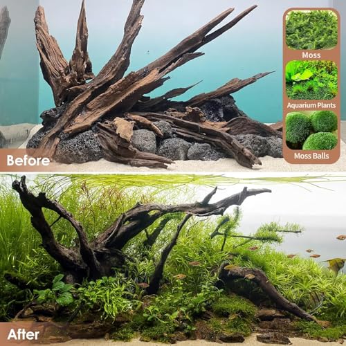 Jorewood Natural Large Aquarium Driftwood for Fish Tanks & Reptile Terrariums – Safe Fish Tank Decorations, Unique Twisted Branches 2-Piece 14-18 Inch Low Tannin, Easy to Sink - size: Large Mopani Driftwood 14 to 18 Inch (Pack of 2)