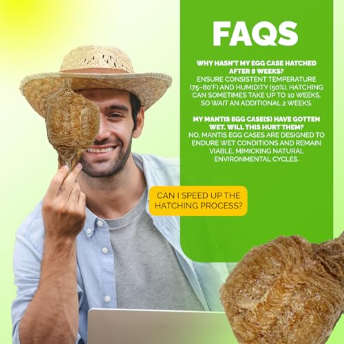 USMANTIS Praying Mantis Ootheca Egg Case (Ten Egg Case) - Beneficial for Stem Education and Gardening, Each Egg Case Produces Approximately up to 400 Baby Nymphs (T Sinensis) - size: Pack of 10