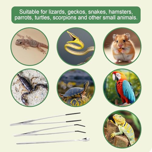 3Pcs Reptile Feeding Tool Set, 2 Tipped Tongs and 1 Feeding Spoon, Stainless Steel Crested Gecko Feeding Spoon for Geckos, Lizards, Bearded Dragons, Small Animals (Silver) - color: Feeding Set Silver