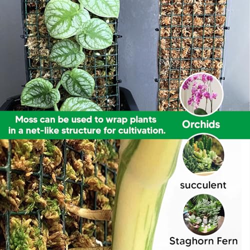 Natural Long Fiber Sphagnum Moss 1196QT for Orchid Potting Mix, and Moss Pole for Plants Indoor. Ideal for Propagating Plants, Maintaining Humidity for Reptiles, Isopods in Paludarium (22 lb) - size: 22 LB