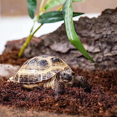 Create a Flourishing Terrarium with Gardenera Terrarium Bedding - Ideal for Mosses, Ferns, Orchids, and Bromeliads - 1 Quart - size: 1 Quart Bag