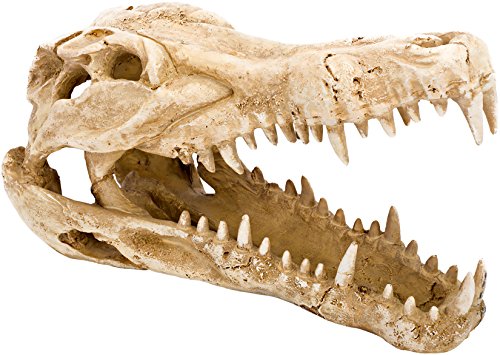 Penn-Plax Crocodile Skull Animal Resin Ornament, Safe for Saltwater and Freshwater Aquaruims (RR1065)