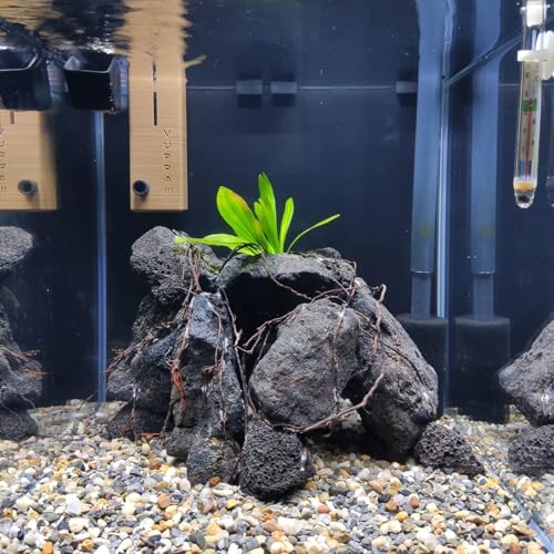 Black Lava Rocks 10lb Natural Volcanic Stones for Aquarium Fish Tank Fire Pit Succulent Planters Bonsai Garden Aquascaping Decor,6-8 Pcs 4-7 inches - size: 10LB(6-8pcs)4-7in.