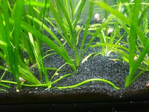 TheFrogHouse Black Aquarium Sand Substrate (10lbs) - size: 10 pounds