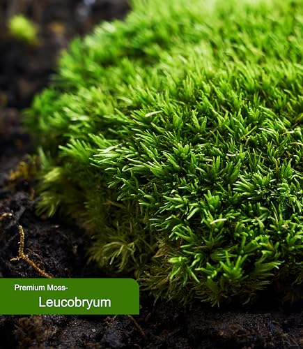 Live Moss – Leucobryum Moss (2 Sheets, Each Approx. 3.5"x7") for Terrariums, Bonsai, Potted Plants & Natural Moss Art – Cushion-Style Texture, Naturally Grown, Reusable, Not Artificial