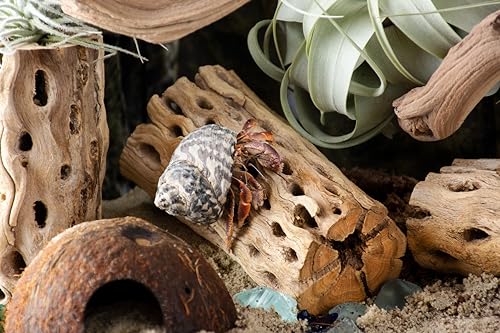 Galapagos 05270 Cholla Wood for Aquarium ,(pack of 3)