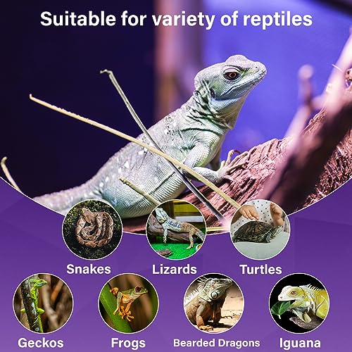 Lustaled Reptile Heat Lamp Bulbs-100W Reptile Night Heat Bulb E26 Terrarium Heat Lamp Simulate Natural Moon Purple Light for Snake Bearded Dragon Leopard Gecko Lizard Chameleon Tortoise -2Pack