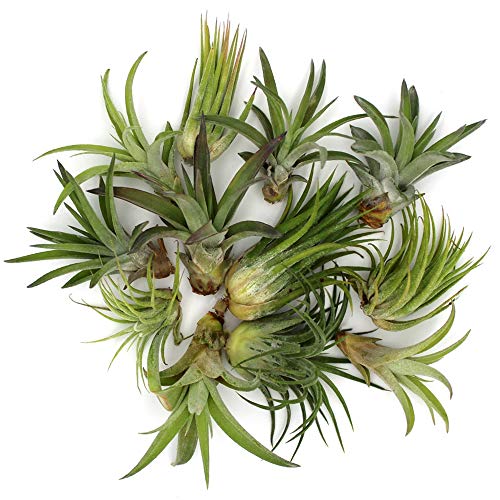 6 Inch Glass Mountain Bowl DIY Terrarium Kit with Sand, Gold Flakes and 3 Live Tillandsia Air Plants for Indoor Gardens and Home Decor