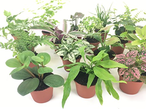 Mini Terrarium Plants (6 Plants) (2" Pots) Fairy Garden Plants Assorted Varieties