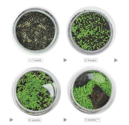 Kraftstories Water Terrarium Kit with Mini Glass Bowl, substrate and seeds | Create Your Own Indoor Garden| DIY Complete Set for Simple, Stunning Growth Unique Gift for nature lover (3.75" H - 4.5" W) - size: 3.75" H - 4.5" W