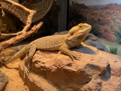 Zoo Med T8 ReptiSun 5.0 UVB Fluorescent Reptile Lamp, 24 Inch