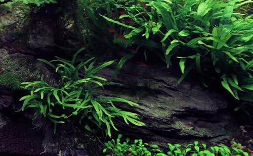 Natural Slate Stones 8 to 10 Inches - USA Sourced and Packaged for Aquascaping Aquariums, Terrariums, Paludariums, Reptile Enclosures, and Gardens (8-9 lbs)