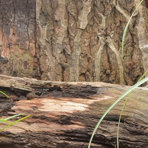 HANABASS Reptile Cork Terrarium Background Natural Bark Decor for Gecko Turtle and Reptile Tanks Climbing Mat Habitat Safe Lightweight and Easy to Move