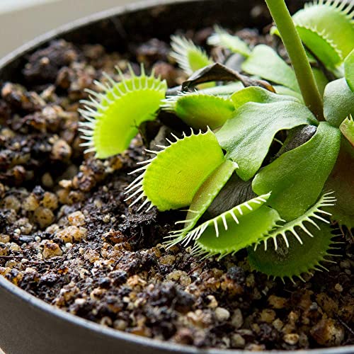 Perfect Plants Carnivorous Plant Soil | 4 Qts. Organic Premium Mix | Use with Venus Fly Traps, Pitcher Plants, or Other Carnivorous Plants - size: 4 qts.