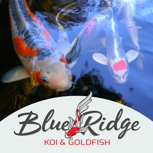 Blue Ridge Koi Fish Food 25lb - Koi Food Mini Growth Formula, Goldfish Food, Premium Fish Food for Ponds, Ponds Fish Food, Floating Pond Pellets - size: 25 Pound (Pack of 1)