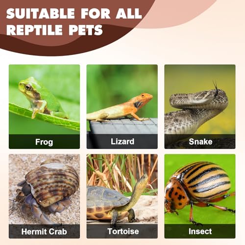 Tortoise Water Dish with Ramp, 3-Piece Tortoise Food & Water Bowls with Leaf Food Dish for Small Reptiles like Bearded Dragon, Gecko & Lizard
