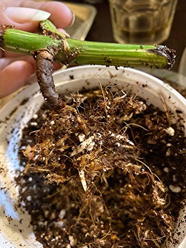 Noot Rooting Rescue Mix - 1 Quart - Coconut Chips Fibers Coco Coir Coarse Perlite - Root Rot Treatment - Rapid Roots for Propagation - Pre-Soaked & Ready to Use - size: Noot Rooting Rescue Mix