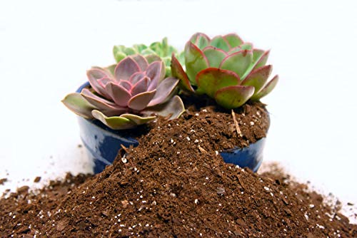 All Natural Succulent and Cactus Soil Mix by Perfect Plants | Made in the USA | 4 Quarts for All Succulent Varieties | Formulated for Proper Drainage - size: 4 quarts