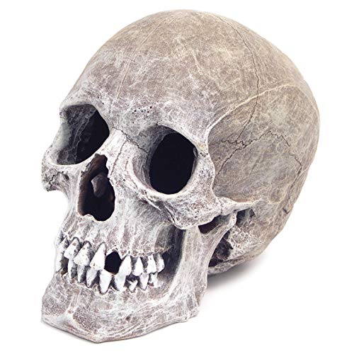 Exotic Environments Human Skull Aquarium Ornament, 5-Inch by 7-1/2-Inch by 6-Inch - size: 5" x 7-1/2" x 6", style: Human Skull