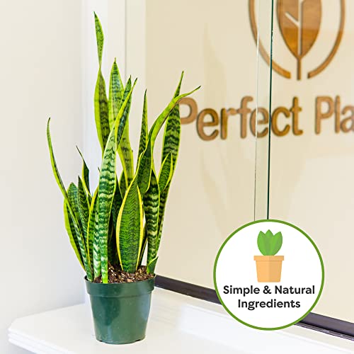 Perfect Plants Organic Snake Plant Soil in 8qt. Bag | Coco Coir Based Potting Mix Snake Plant Varieties - size: 8qt.