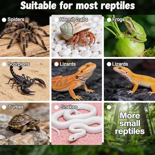 6 Pcs Reptile Water Dish, Micro Terrarium Bowls for Spider Tarantula, 1.6" Food Water Feeding Dish Enclosure, Black ABS