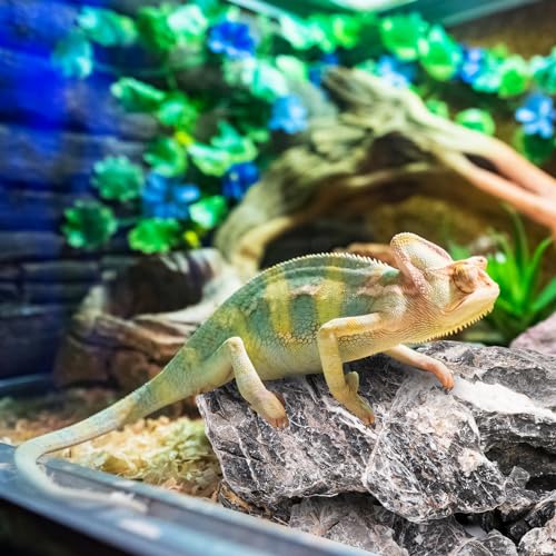 Eorbow 12lb Seiryu Stone, Aquarium Rocks for Terrariums, Paludarium, Vivariums, Reptile, Amphibian Enclosures, Fish Tank Decor for Aquarium Landscaping Models