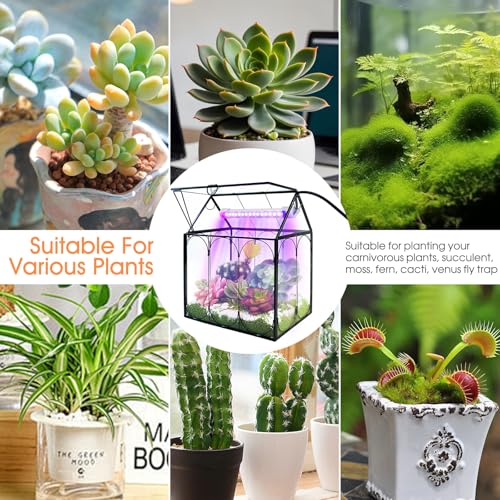 Plant Terrarium Kit with Grow Light, Rifny Small Glass Terrarium Jar with Absorbent Mat and Lid for Venus Fly Trap Succulent Live Air Plants Indoor Home Office Decor (Black, 7.1 x 4.8 x 8.8 inch) - size: Black-Small with Plant Light