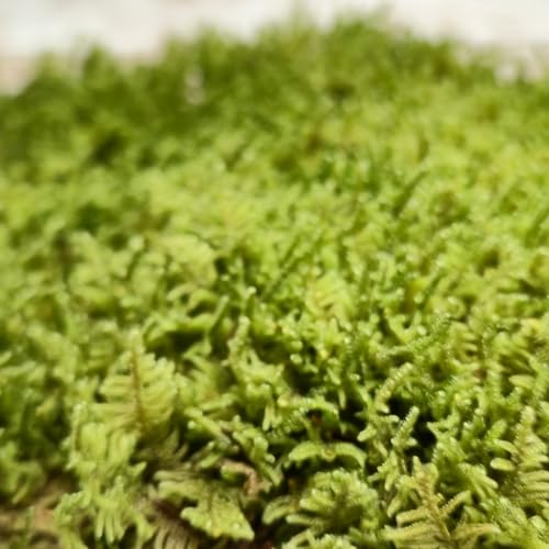 Live Sheet Moss – Fresh Harvested Real for Terrariums, Fairy Gardens, Reptile Habitats, Ground Cover, Kokedama & Dioramas – 8"x10" Re-Sealable Bag – Natural, Moisture-Retaining