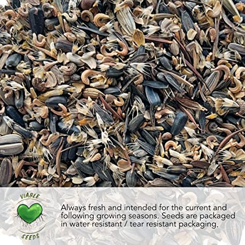 Seed Needs Dandelion Seeds Variety Pack of 3 Non-GMO & Heirloom Herbs